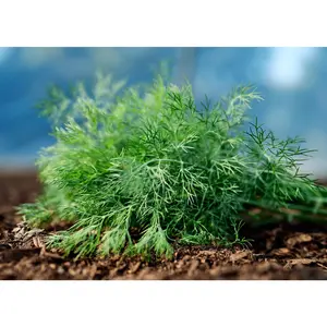 Dukat - Dill Seeds