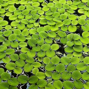 Floating Plant Combo – 6 Duckweed Scoops & 12 Salvinia Spangles for Aquariums, Nano Tanks & Ponds