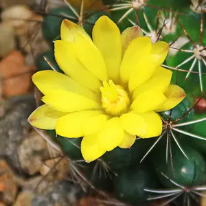 Mammillaria melaleuca