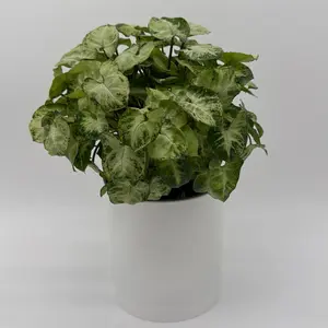 Syngonium Mouse Ears 6" Pot - Tropical Houseplant with Arrow-Shaped Leaves, Requires Moderate to Bright Indirect Light, Easy Care