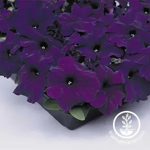 Petunia Seeds - Supercascade Series (pelleted)