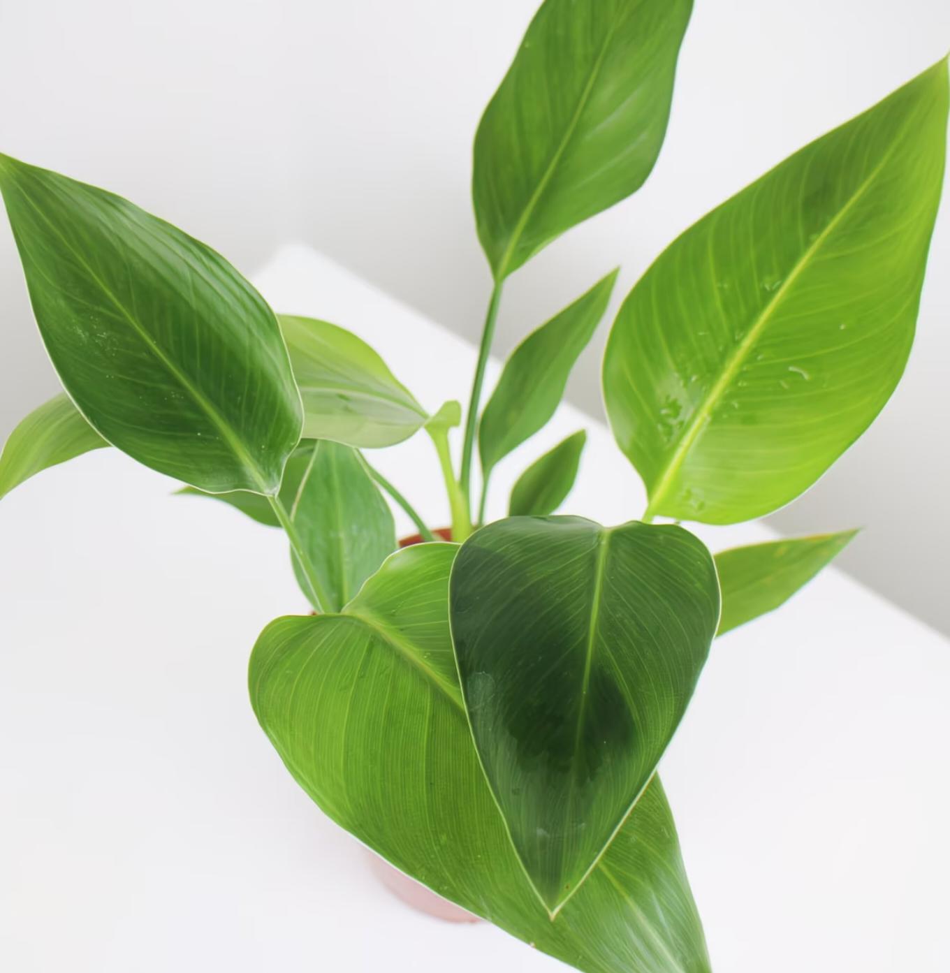 RZ-16   Bird of Paradise  4 Inch Live Plant | Strelitzia Nicolai | Indoor Tropical Houseplant | Large Green Foliage | Easy Care Air Purifying Plant | Home Decor