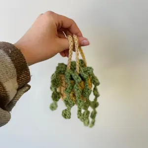 String of Pearls Hanging Plants