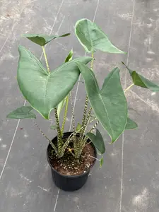 Alocasia Zebrina 8" Potted Live Plant - Iconic Zebra Stems - Striking Patterned Petioles - Exotic Arrowhead Leaves - Rare Collector's Plant - Bold Interior Foliage - Statement Houseplant - Tropical Jungle Vibe