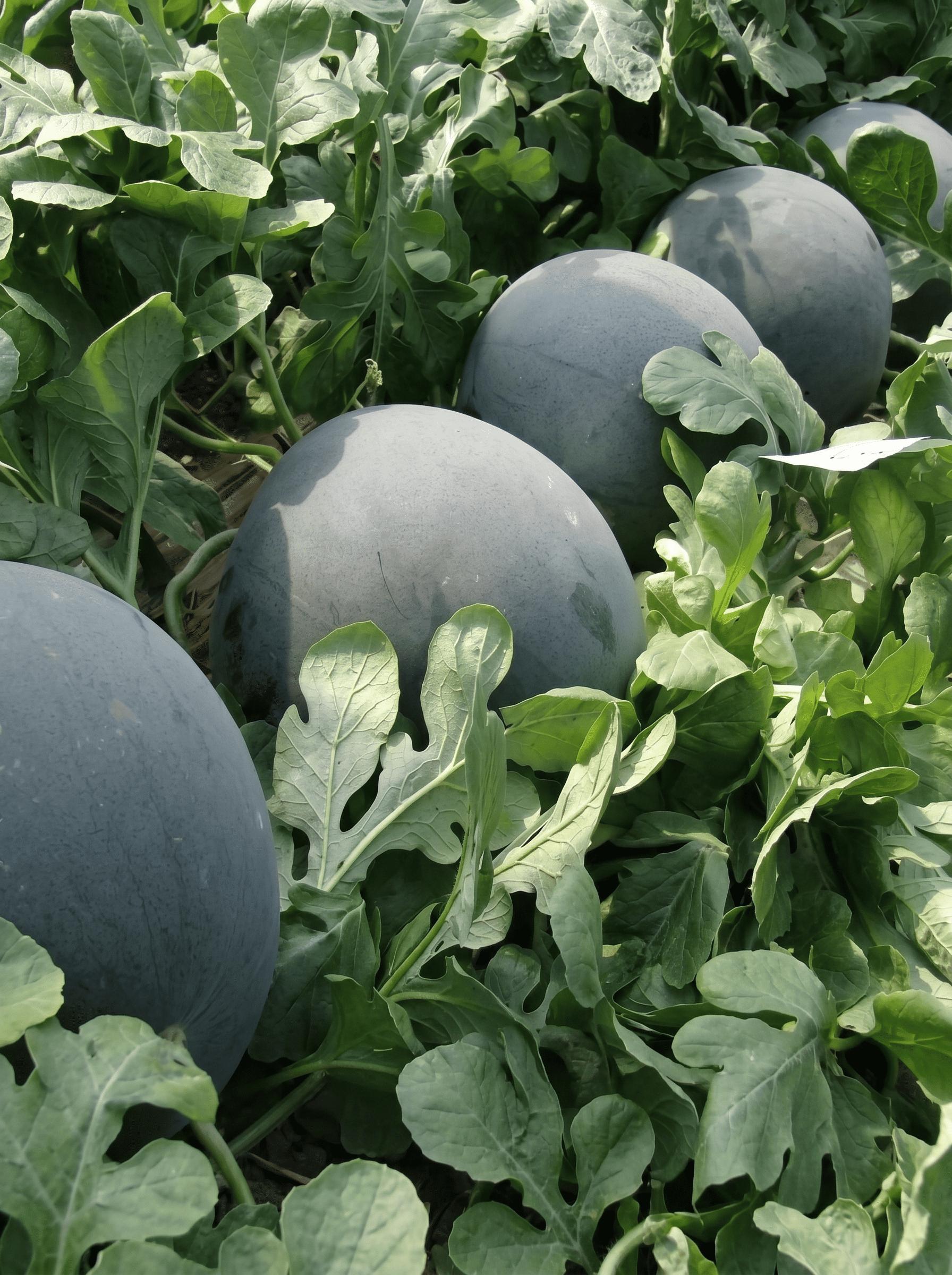 High-Yield Seedless Black Watermelon Seeds Heat Tolerant Uniform Size Crisp Sweet Deep Red Flesh Ideal for Warmer Climates Gardening