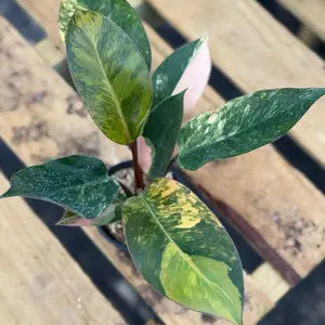 Philodendron Red Congo Variegated in 4” Pot Live Houseplants