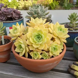 Rare Golden Tipped Rosette Succulent, Fully Rooted Live Echeveria with Bright Yellow Leaves, Low-Maintenance Drought-Tolerant Houseplant, Air-Purifying Evergreen Decor for Indoor/Outdoor, Beginner Friendly Potted Succulent for Home & Patio