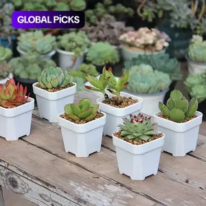 21 Square Seed Pots 5.33cm - Suitable for Succulent Plant Seeds, with Drainage Holes, Herb Seed Germination Pots, Available in White and Black [Thick Anti-Aging + Breathable Anti-Rot]