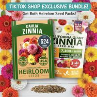 Zinnia Giant + Dahlia 