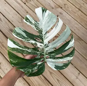 Monstera Albo Borsigiana Cutting - Extremely Rare Variegated White Monstera Albo Plant Live - US Seller - Grower's Choice - Large Form