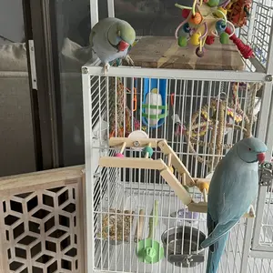 2 Pack Foldable Hardwood Parrot Ladder - 12" Chewable Bird Toy with Food-Grade Dyed Beads, Tri-Section Design & Hand-Twist Nuts for Conures, Cockatiels, Lovebirds (4" Wide) bird supply run water coop swing Chicken Accessories Set Multi-Layer Playstand Gym