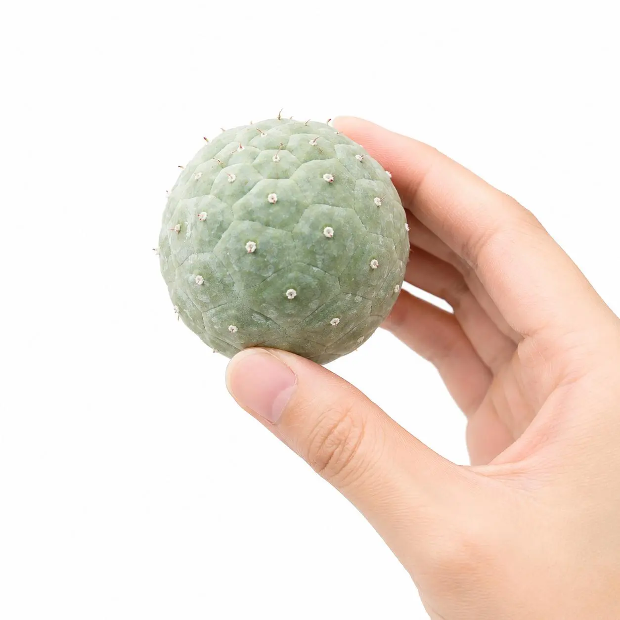 Live Tephrocactus Geometricus Cactus, Grey-Green Segmented Succulent Plant for Indoor Bonsai & Collector Garden Decor Houseplant Plants Decor Potted Indoor Plant