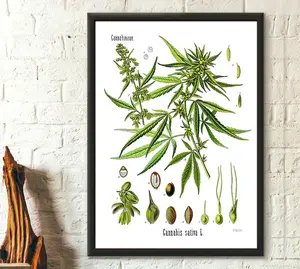 Cannabis Botanical Poster - Botanical Poster Cannabis Sativa Print Cannabid Poster Weed Poster Botanical Wall Art Köhler's Home Decor Gift Poster Ornaments Decoration