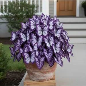 Butterfly Hosta Seeds,High Germination Rate | Compact Flower Variety I Container &Garden Growing I Balcony Patio Backyard I Easy to Grow IBeginner Friendly I Non-GMO Heirloom Seeds