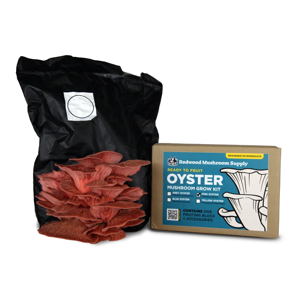 Pink Oyster Mushroom Grow Kit Pink Oyster Mushroom Grow Kit