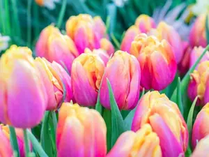 10 Pink Passion Tulip Bulbs for Planting - Easy to Grow
