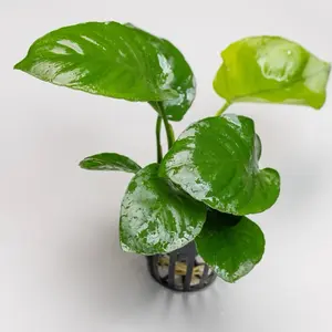 Anubias Barteri - A Hardy Aquarium Plant with Broad Leaves, Suitable for Low to Moderate Lighting, No CO2 Supplementation, Versatile for Beginners