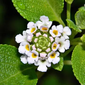 50 seeds Lantana involucrata Buttonsage wild sage butterflies bees birds garden