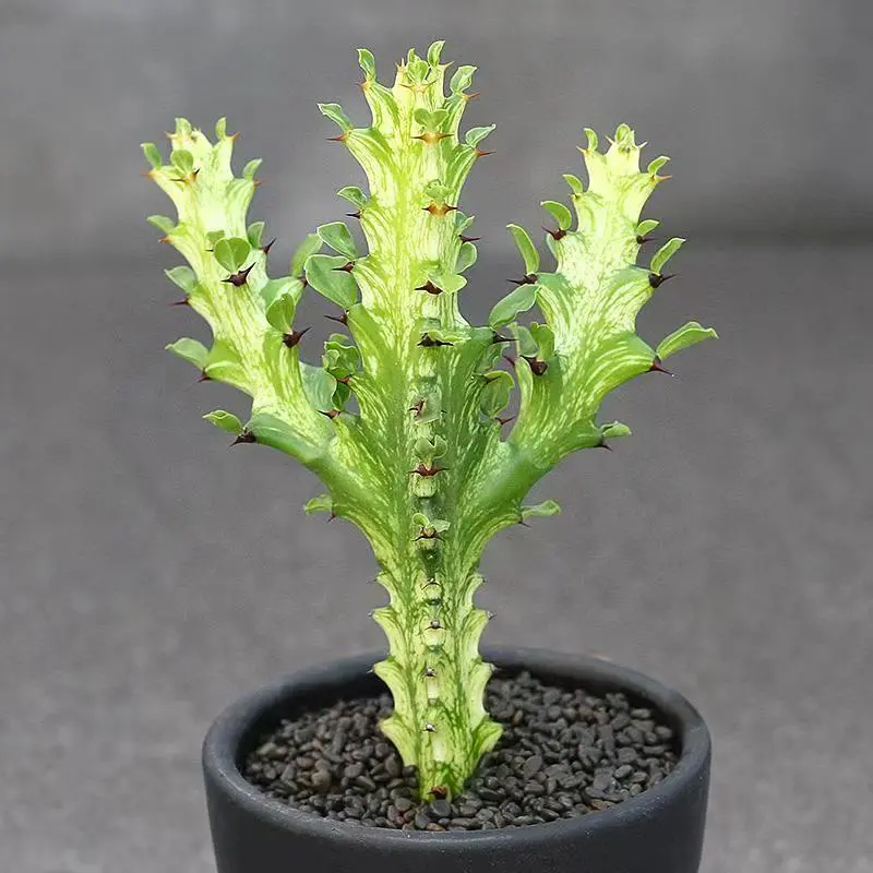 Medium Size Variegated Dragon Bone Cactus, Sculptural Variegated Stem Succulent, Drought-tolerant Plant for Modern Patio & Indoor Decor