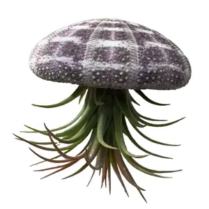 Airplanteri Shellyfish Airplant Jellyfish Hanging Plant Underwater Sea Home Decor