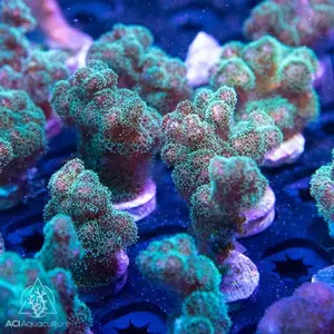 ACI Fuzzy Green Pocillopora