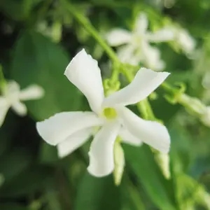 30Pcs Cestrum Nocturnum Seeds – Night-Blooming Jasmine That Attracts Pollinators – Fast-Growing, Sweet-Scented, Perfect for Containers, Borders, and Small Spaces