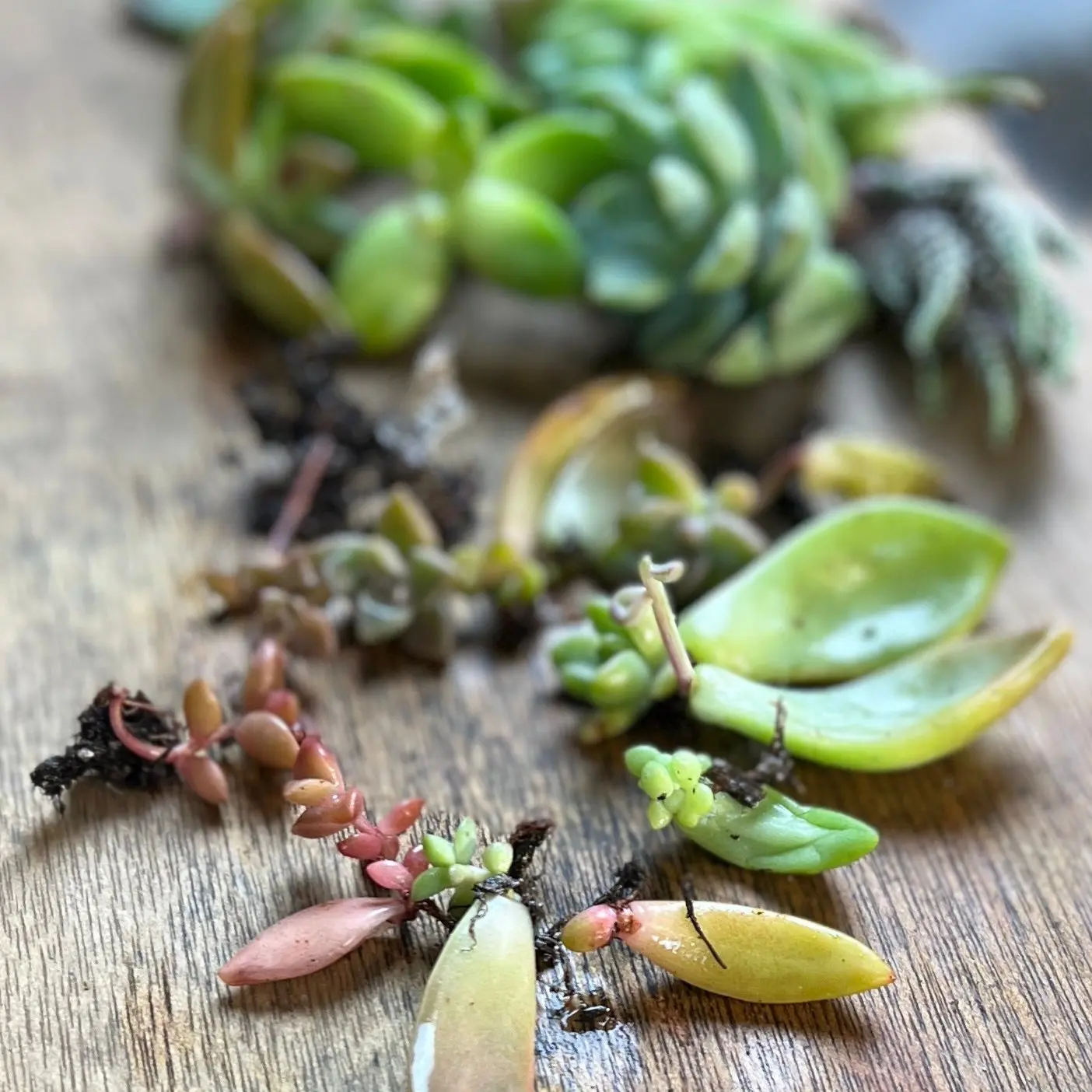 Leaf Bud Succulent Starter Propagation Pack