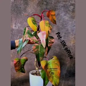 Philodendron Strawberry Shake High Variegated Live Plant - EXACT Same Plant - US Seller