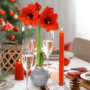 Silver Amaryllis Bulb