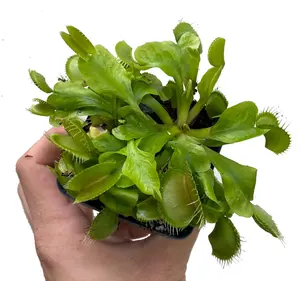 Venus Fly Trap Plant - CARNIVOROUS - Dionaea - 3" Pot