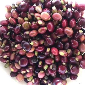 Red-Black Pigeon Pea Seeds Organic (Cajanus cajan) Nutritious heirloom legume, rich flavor, drought-hardy, and perfect for soups, curries & sustainable gardens.