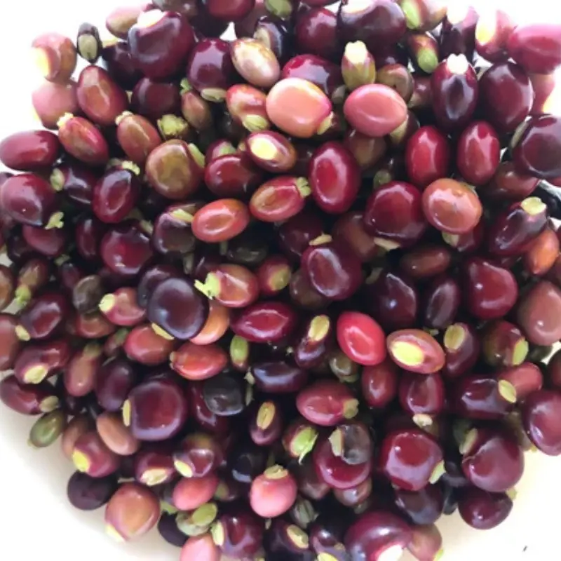 Red-Black Pigeon Pea Seeds Organic (Cajanus cajan) Nutritious heirloom legume, rich flavor, drought-hardy, and perfect for soups, curries & sustainable gardens.