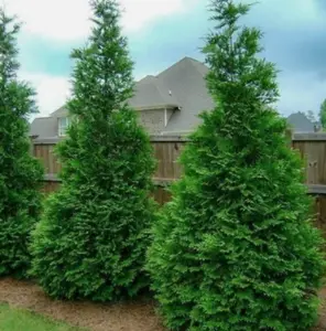 5 Live Murray Cypress Plant 2.5-inch pot - Fast Growing Evergreen Tree - Plants for Garden Growing