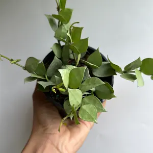 Hoya Krohniana Silver Eskimo 4" pot Live Tropical House Plant in Decorative Pot for Garden Care