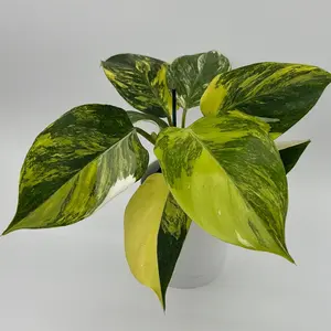 Philodendron White Knight Aurea - Rare Exotic Plant with Stunning White Variegation on Dark Green Leaves for Indoor Decor