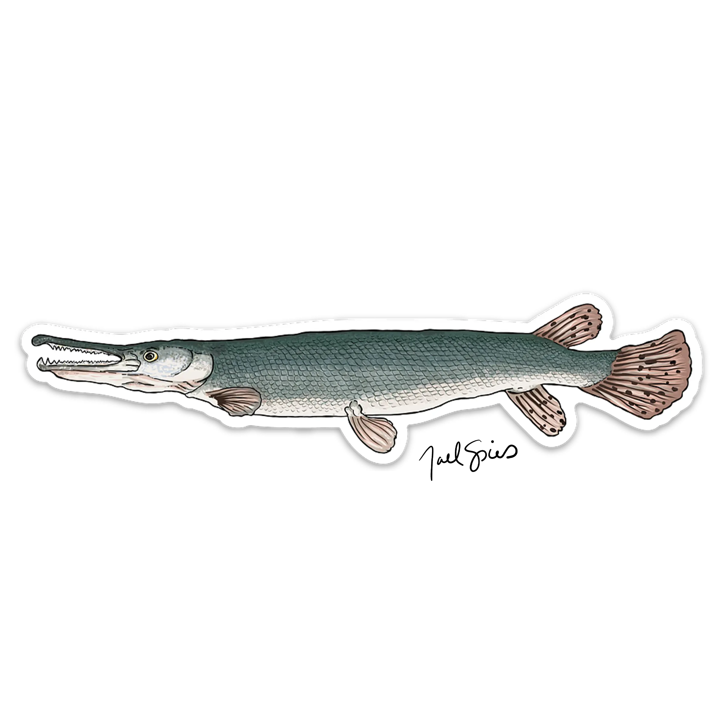 Alligator Gar Decal