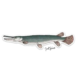 Alligator Gar Decal