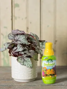 Espoma 8oz Indoor Organic Houseplant Food