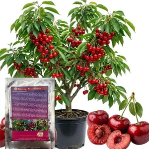 10 Pcs Cherry Seed Fruit for Planting Outdoor-Non-GMO Heirloom Sweet Juicy Fruits Plant in Your Home Garden