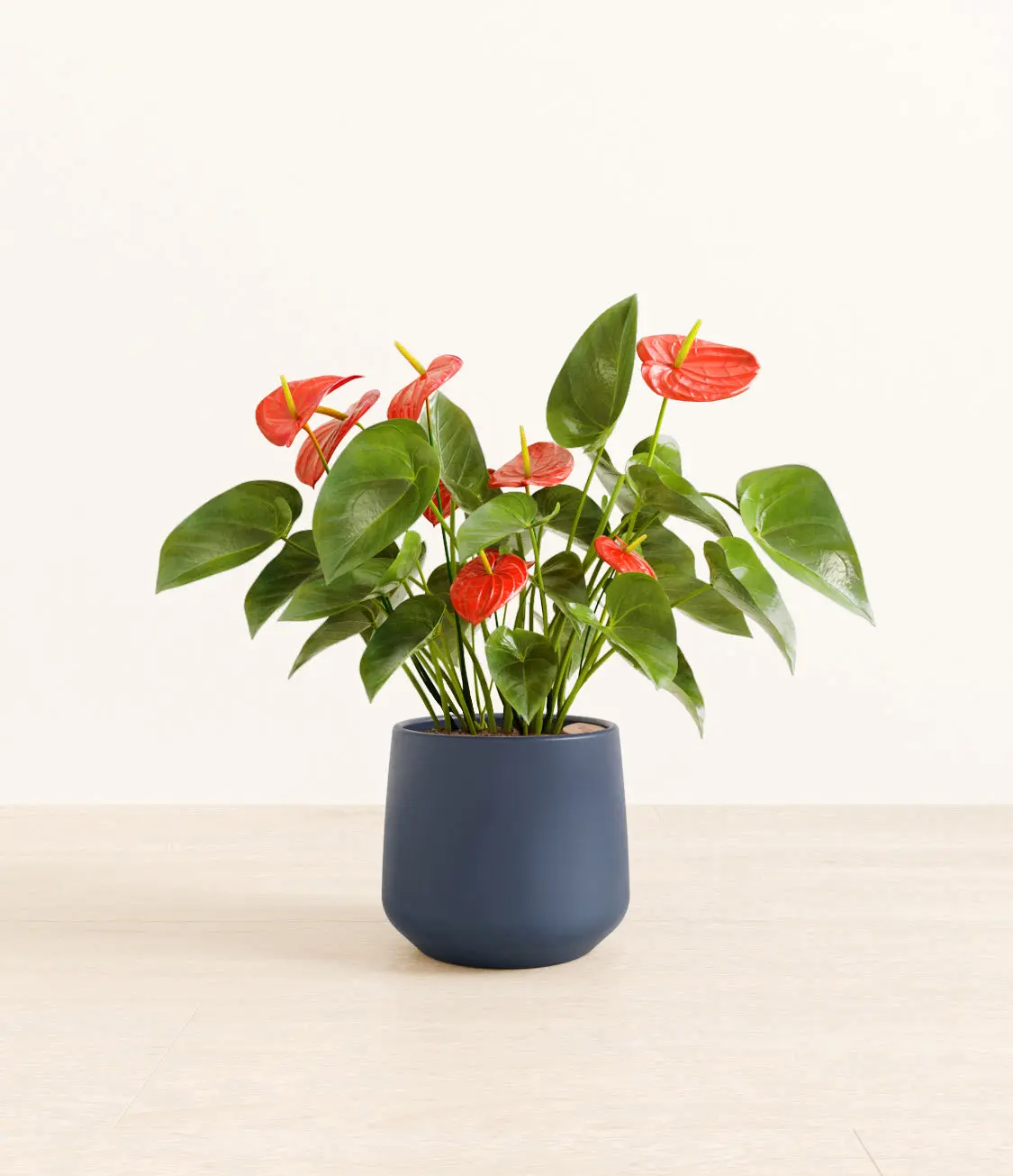 Anthurium Red