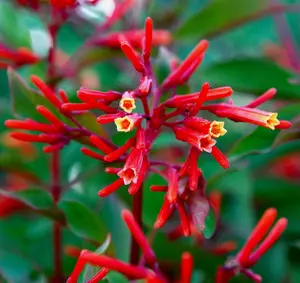 Firebush Hamelia Patens hummingbird bush attract birds butterflies seed 15 seeds