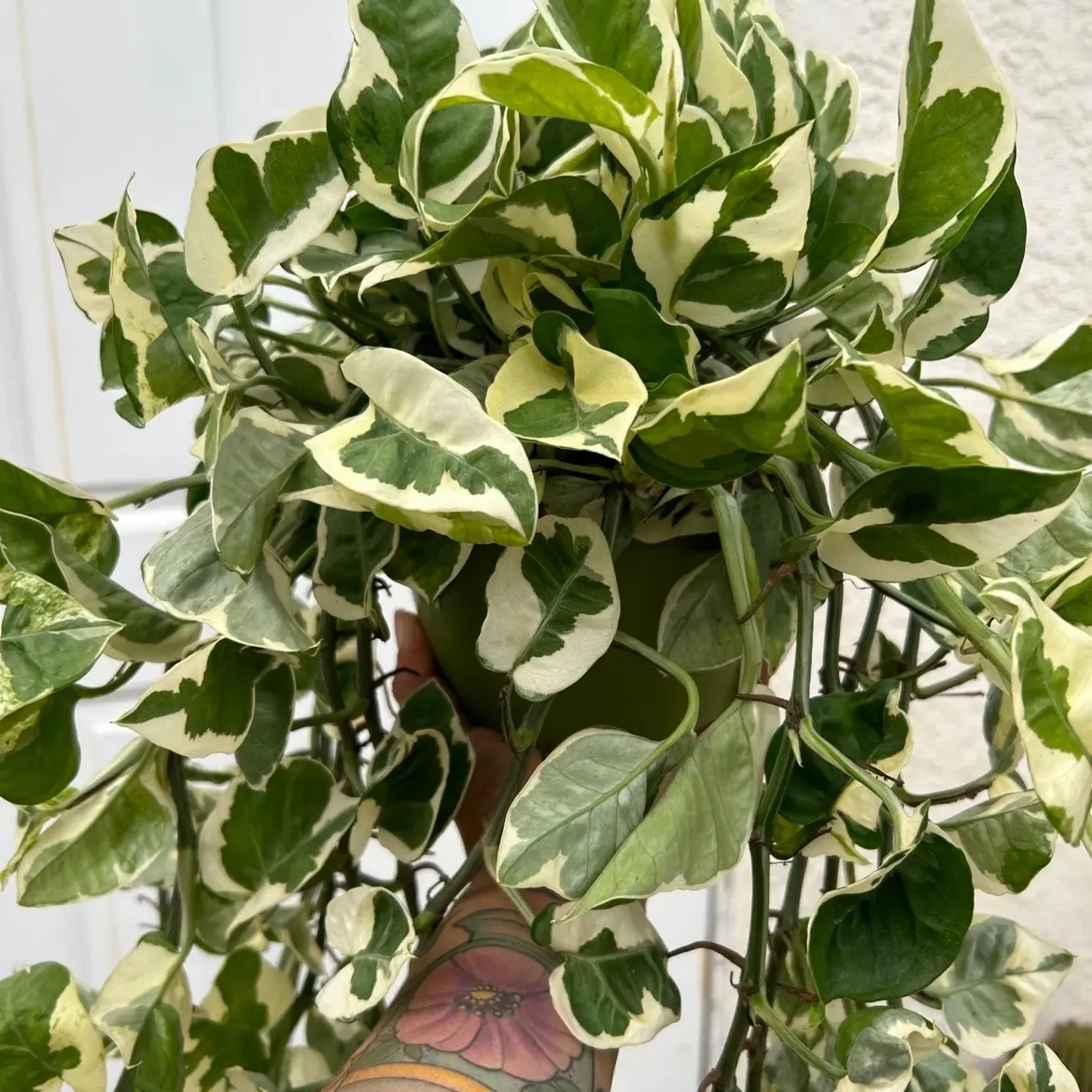 6” pothos enjoy