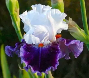 50 Heirloom Iris Seeds Fragrant Flower Plant (much less money than bulbs) - FRESH SEEDS - Limited Supply - Order Soon - Thank You