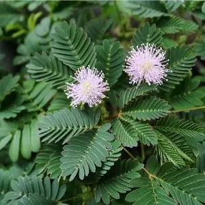 100pcsHeirloom Mimosa Pudica Garden Seeds - Sensitive Plant, Sleepy Plant, Action Plant, Touch-me-not, Shameplant Wildflower - Great for Flowering Gardens and Landscapes