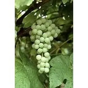 Himrod Grapes