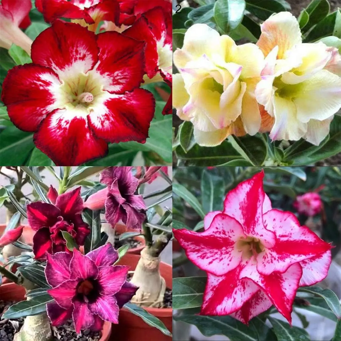 Mix Color Desert Rose Seed 200 Seeds - Beautiful Potted Plants for Balcony Garden Yard - Adenium Obesum Succulents