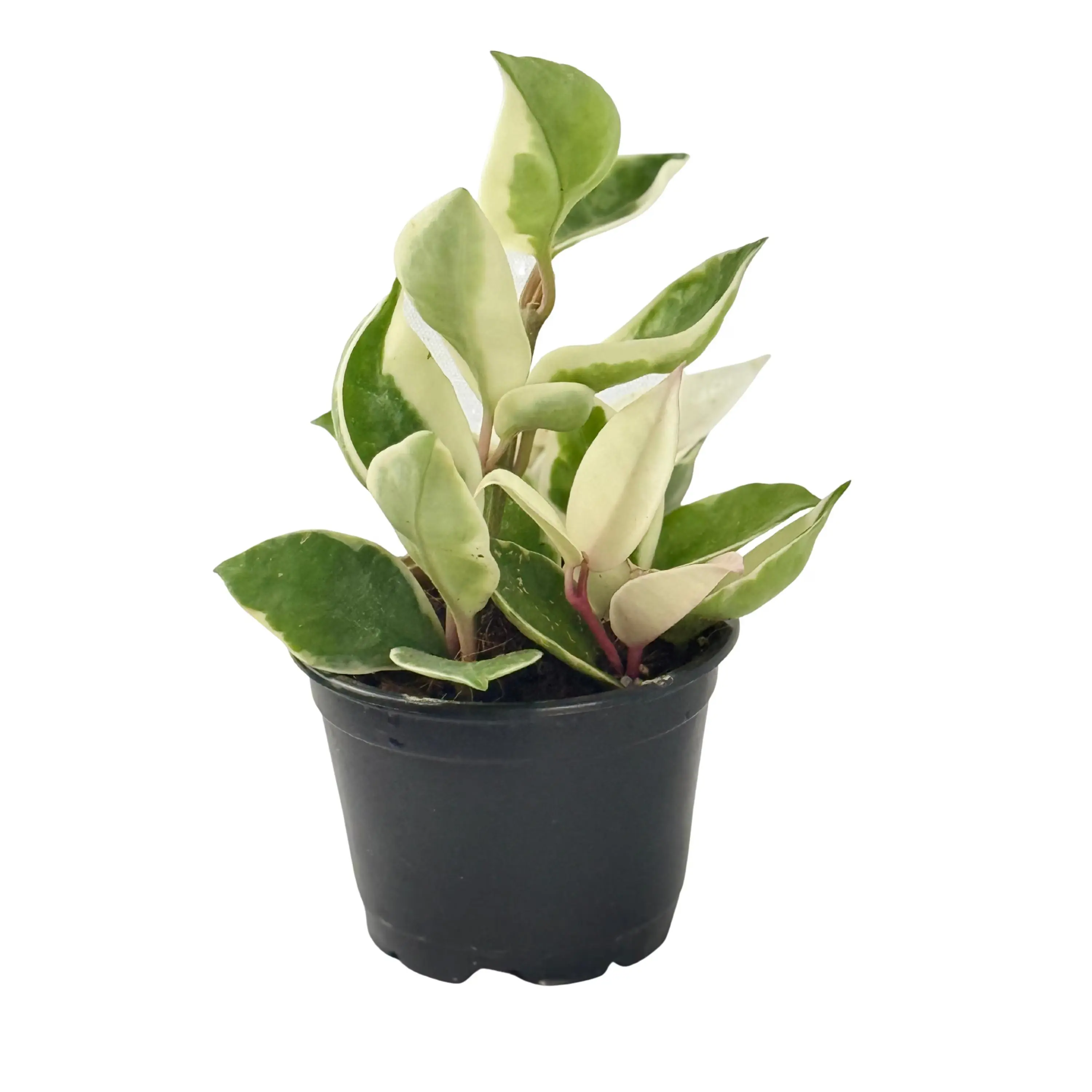 Hoya Carnosa Krimson Queen Potted Live Plant 4in - Variegated Wax Plant - Pink, White, & Green Foliage - Vining Houseplant - Tropical Gift - Unique Indoor Plant - Porcelain Flower - Non Toxic, Pet Safe - Easy Care - Climbing Succulent Vine