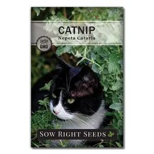 Catnip