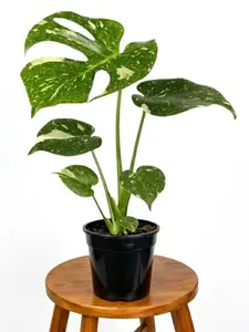 5” Monstera Thai Constellation, Hard to Find Live Houseplant, Indoor Plant