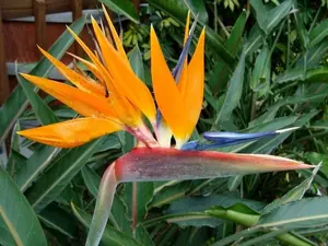 Orange Bird of Paradise- Strelitzia Reginae- Live rooted Plant in pot